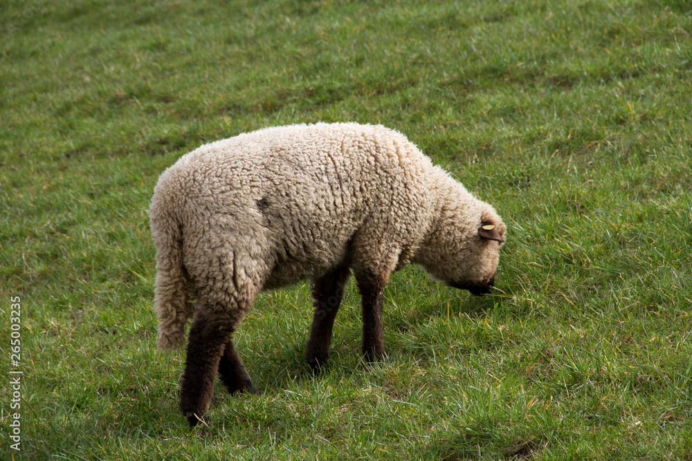 Fototapeta premium blick auf ein gras fressendes weißes schaf in rhede ems emsland deutschland fotografiert draußen während eines spaziergangs an einem bewölkten tag