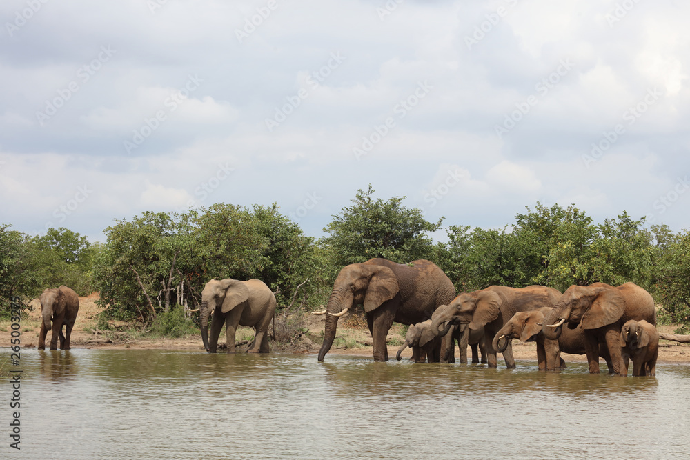 Afrikanischer Elefant / African elephant / Loxodonta africana Afrikanischer Elefant / African elephant / Loxodonta africana