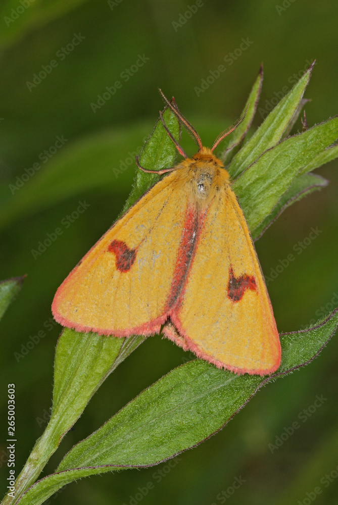Diacrisia sannio (LINNAEUS, 1758) Rotrandbär, Männchen DE, Mosel, Kröv 19.05.2012 Diacrisia sannio (LINNAEUS, 1758) Rotrandbär, Männchen DE, Mosel, Kröv 19.05.2012