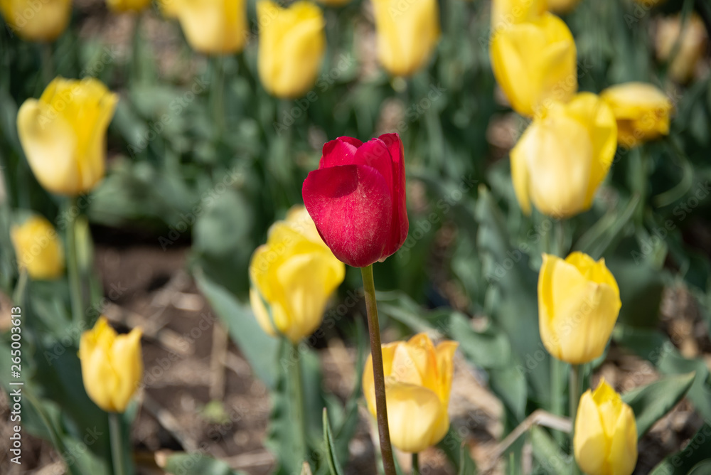 Tulips Tulips