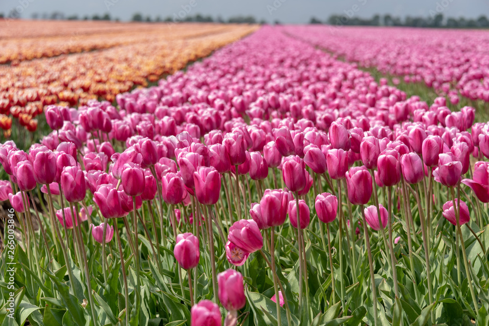 Tulips Tulips