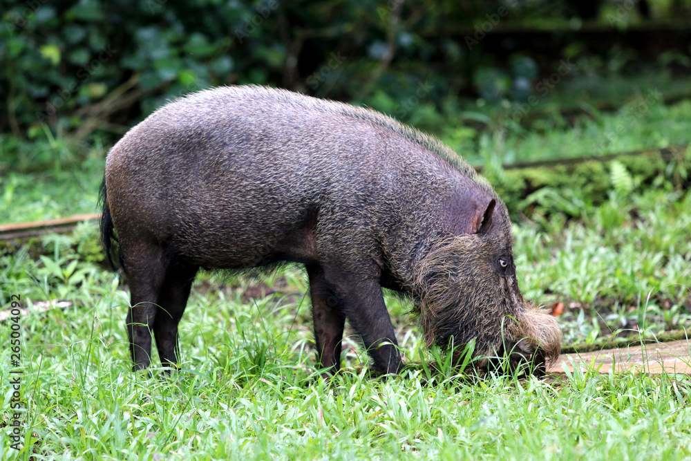 Bornean bearded pig (Sus barbatus) - Borneo Malaysia Asia Bornean bearded pig (Sus barbatus) - Borneo Malaysia Asia