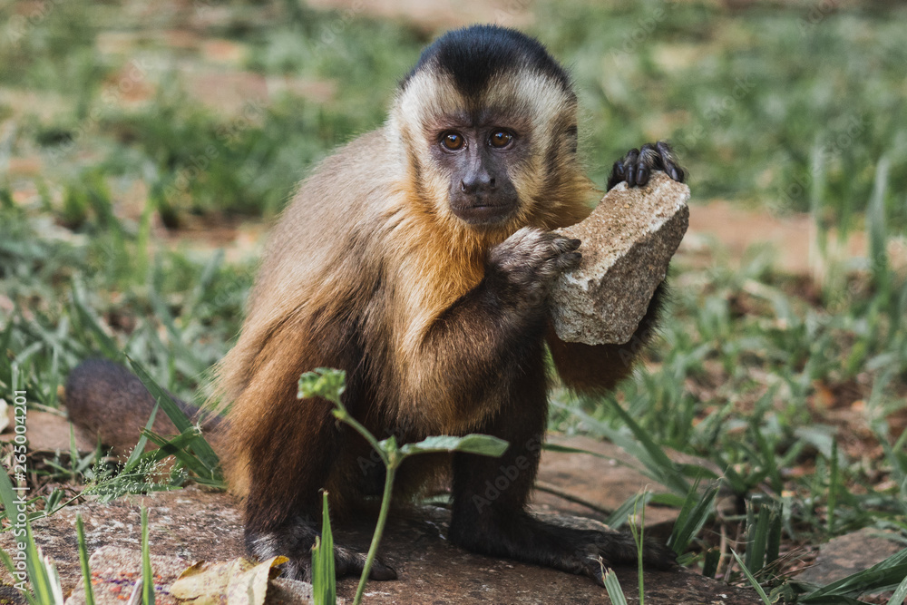 Monkey Monkey