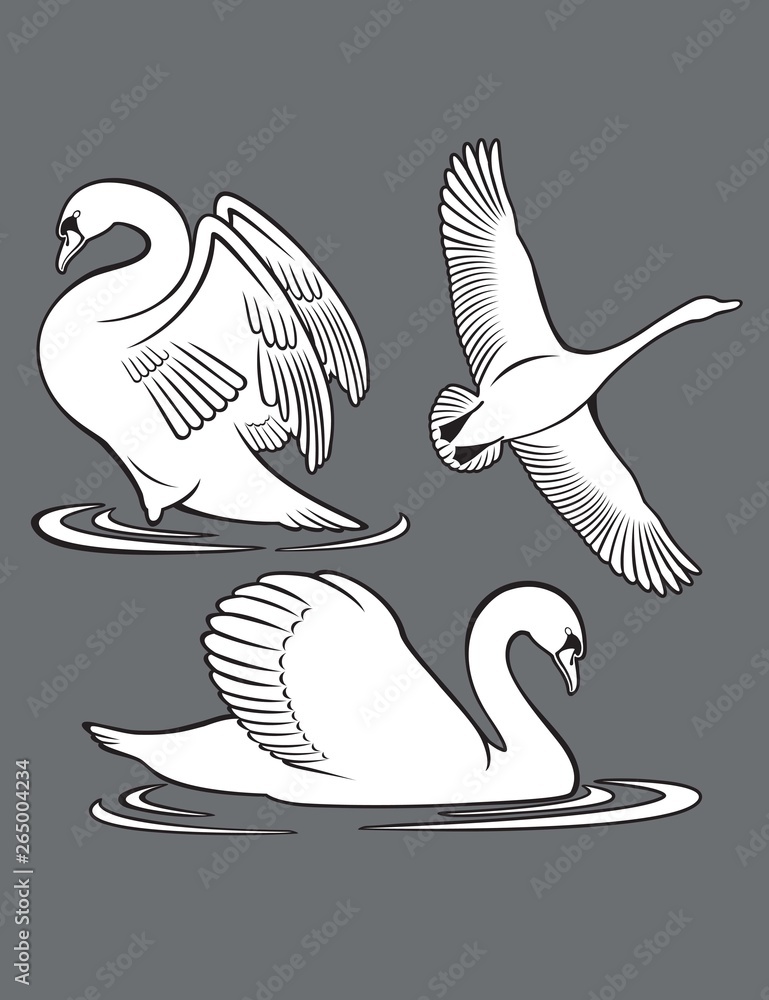 Obraz premium bird swan