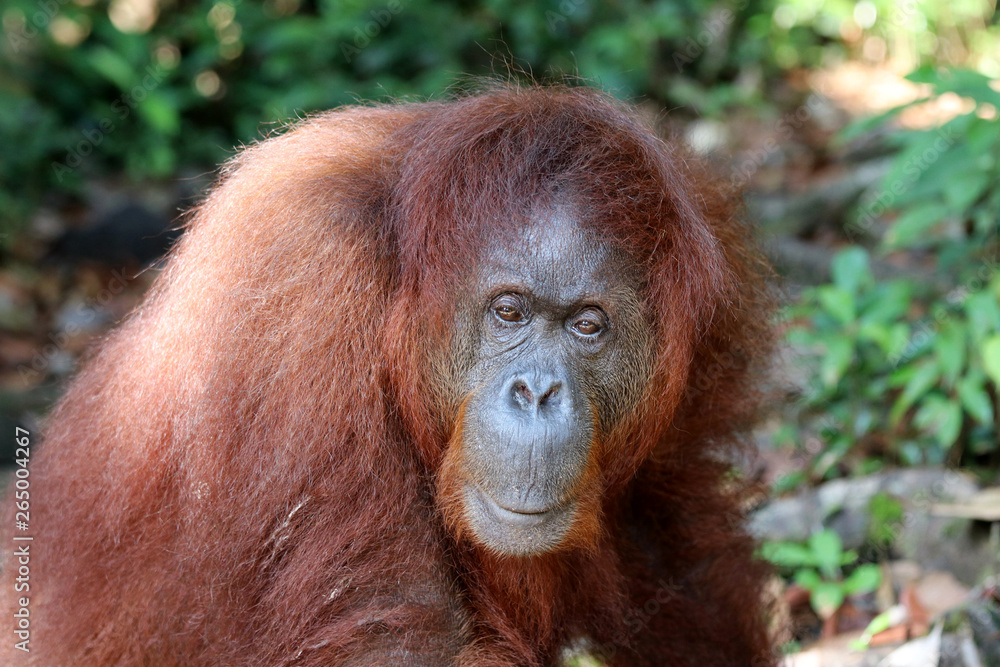 Borneo-Orang-Utan (Pongo pygmaeus) - Semenggoh Borneo Malaysia Asia Borneo-Orang-Utan (Pongo pygmaeus) - Semenggoh Borneo Malaysia Asia