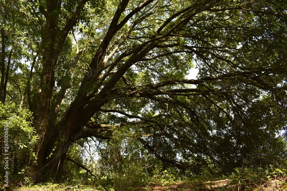 Fototapeta premium tree in forest