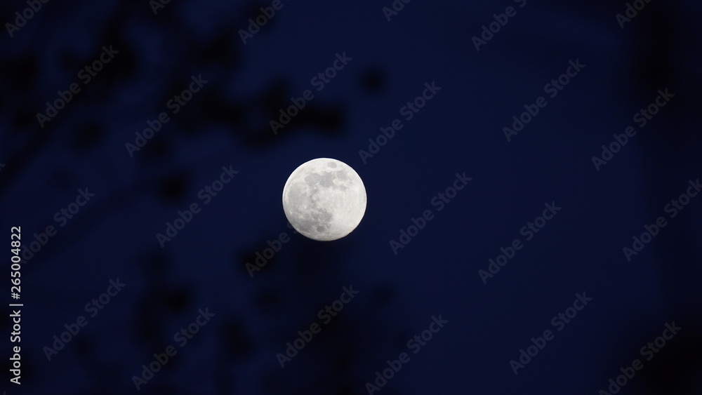 Vollmond durch die Zweige eines Baumes bei Nacht Vollmond durch die Zweige eines Baumes bei Nacht