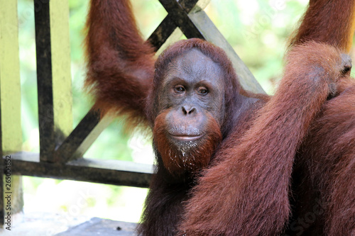 Fototapeta Naklejka Na Ścianę i Meble -  Borneo-Orang-Utan (Pongo pygmaeus) - Semenggoh Borneo Malaysia Asia