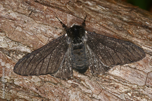 Biston betularia (LINNAEUS, 1758) f. carbonaria Birkenspanner DE, Leverkusen-Opladen 28.05.2012