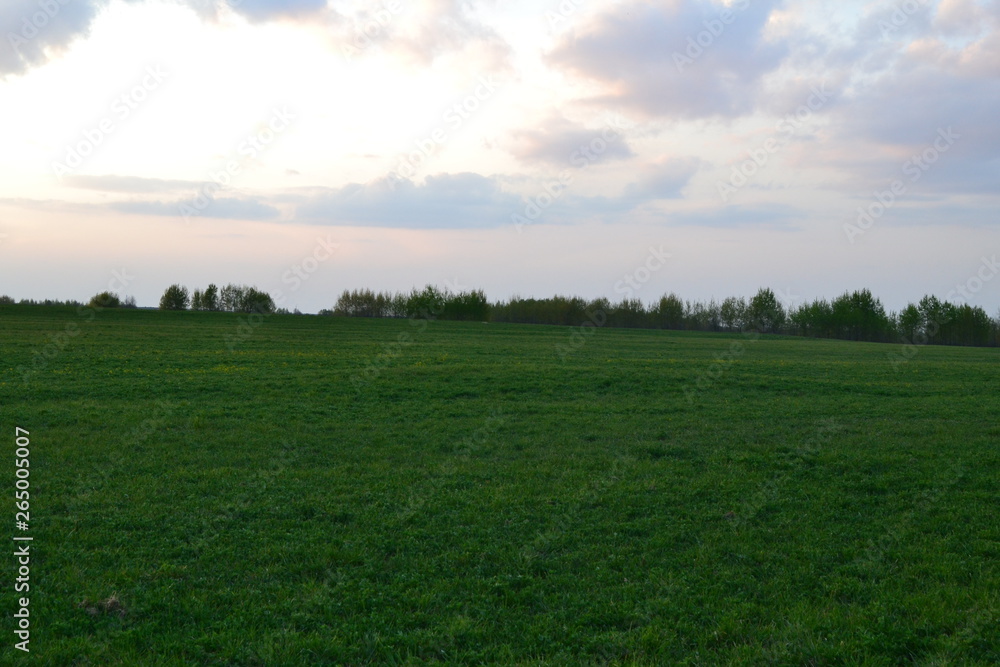 Green grass in the meadow at sunset in spring.
