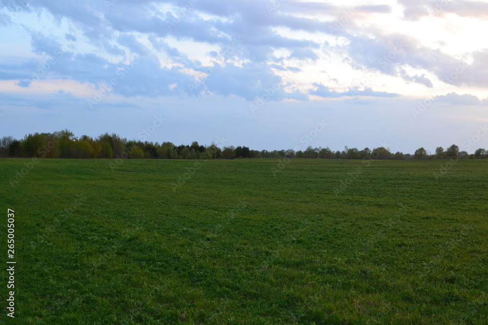 Green grass in the meadow at sunset in spring. Green grass in the meadow at sunset in spring.