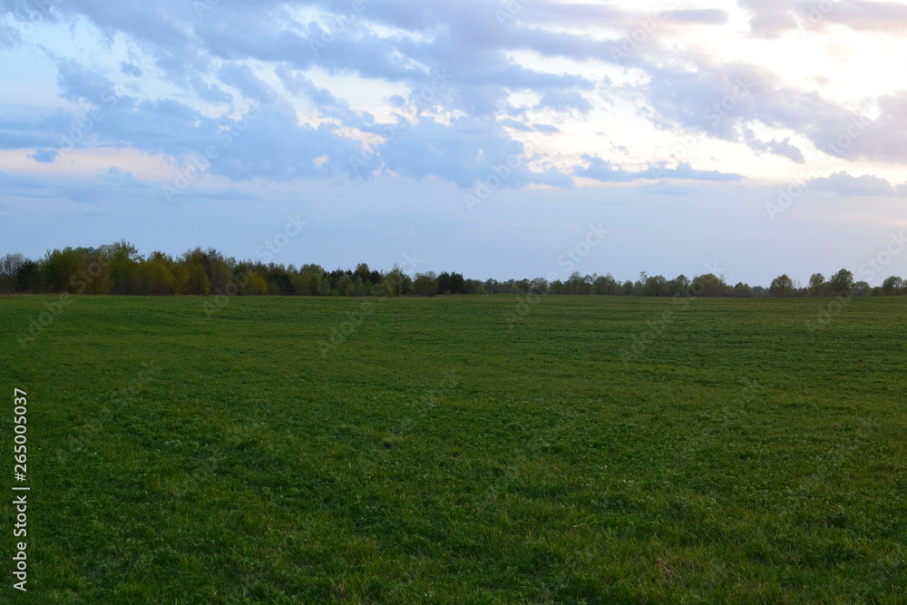 Green grass in the meadow at sunset in spring.