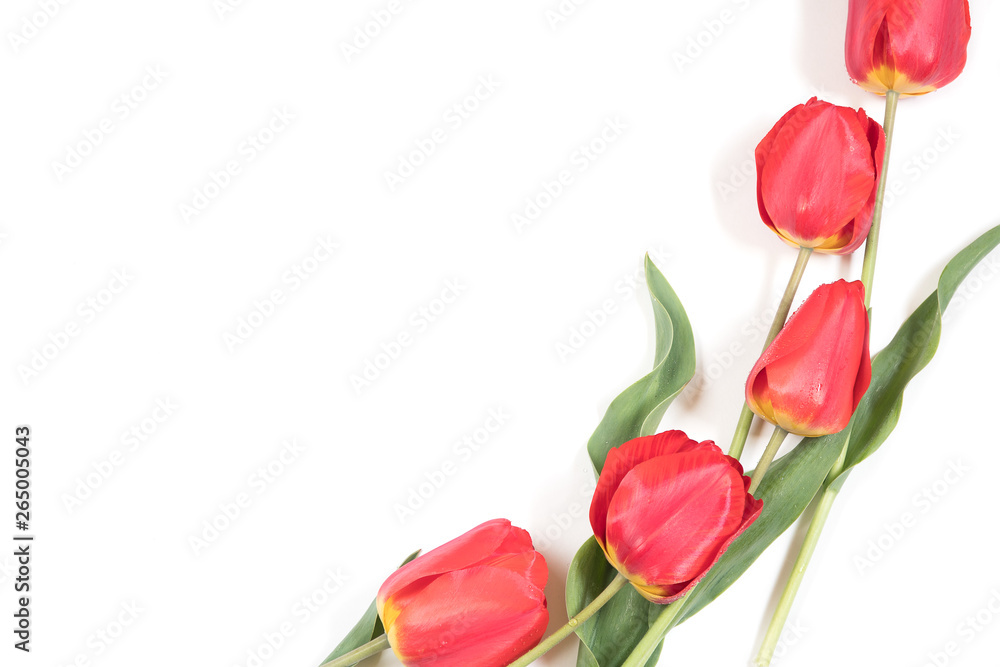 a bouquet of tulips on a white background. tulips isolate a bouquet of tulips on a white background. tulips isolate