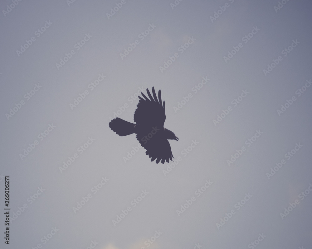 Fototapeta premium Bird