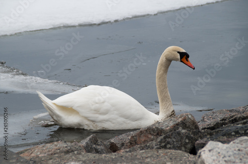 swan on the lake