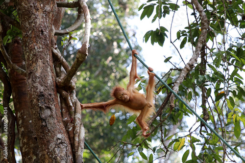 Принти на полотні Borneo-Orang-Utan (Pongo pygmaeus) - Semenggoh Borneo Malaysia Asia