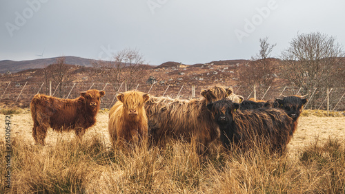 Fototapeta Naklejka Na Ścianę i Meble -  Scottish Highland Cows