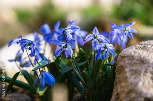 Purple and blue Gilliflowers in the grass. Slovakia	 photo