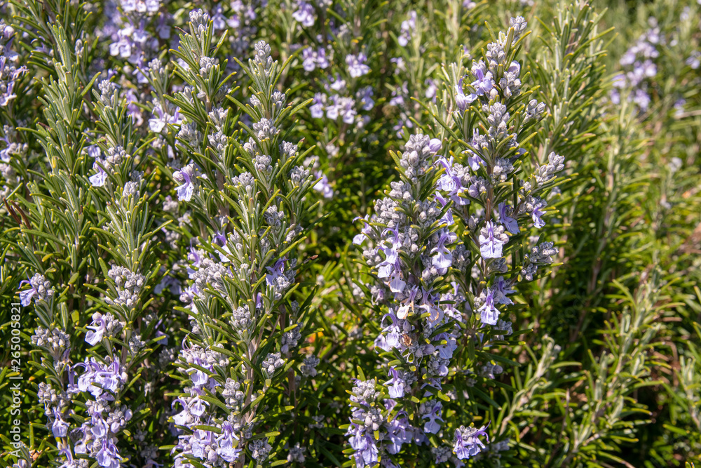 Fototapeta premium Close-up of a blooming rosemary plant (Rosmarinus officinalis), a woody, perennial herb with fragrant, evergreen, needle-like leaves and purple flowers, native to the Mediterranean region, Italy 