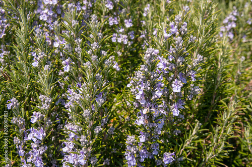 Close-up of a blooming rosemary plant (Rosmarinus officinalis), a woody, perennial herb with fragrant, evergreen, needle-like leaves and purple flowers, native to the Mediterranean region, Italy 