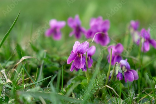 Purple and blue Gilliflowers in the grass. Slovakia	