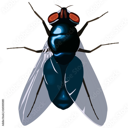 Fly