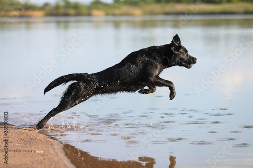 Labrador springt ins Wasser