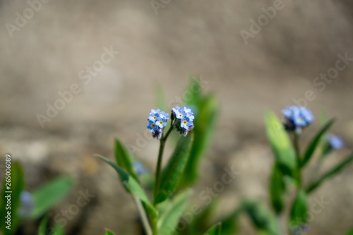 Purple and blue Gilliflowers in the grass. Slovakia	 photo