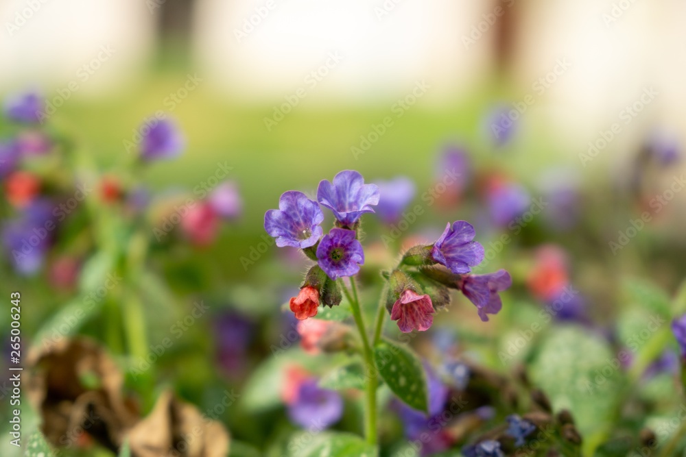 Fototapeta premium Purple and blue Gilliflowers in the grass. Slovakia 