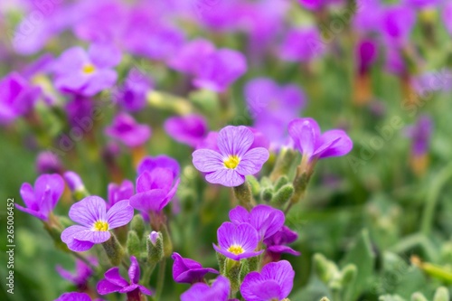 Purple and blue Gilliflowers in the grass. Slovakia	
