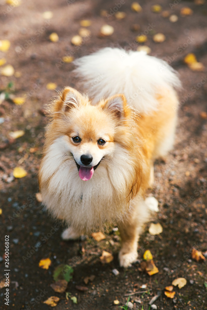 Beautiful pomeranian spitz orange color. Nice friendly dog pet on country road in the park in the autumn season.