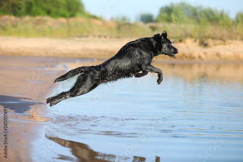 Labrador springt ins Wasser