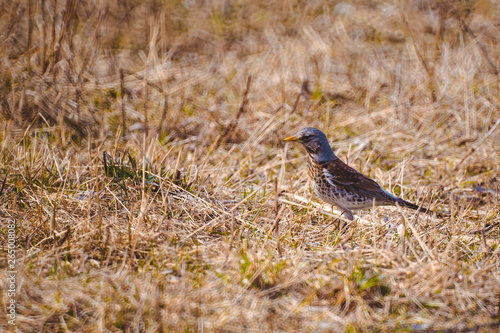 ouzel seeks food in thick grass