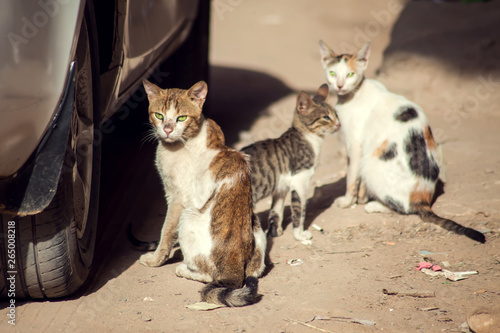 Photography A group of homeless cats on the city street