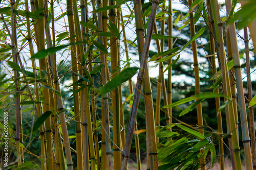 Small Bamboo