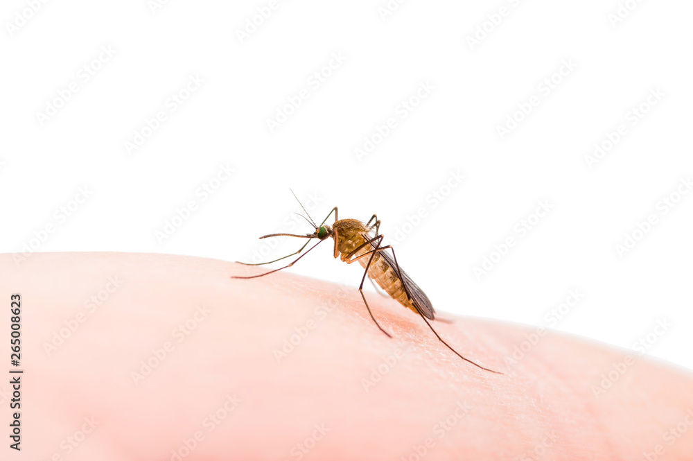Encephalitis, Yellow Fever, Malaria Disease or Zika Virus Infected Culex Mosquito Parasite Insect Macro Isolated on White Background Encephalitis, Yellow Fever, Malaria Disease or Zika Virus Infected Culex Mosquito Parasite Insect Macro Isolated on White Background