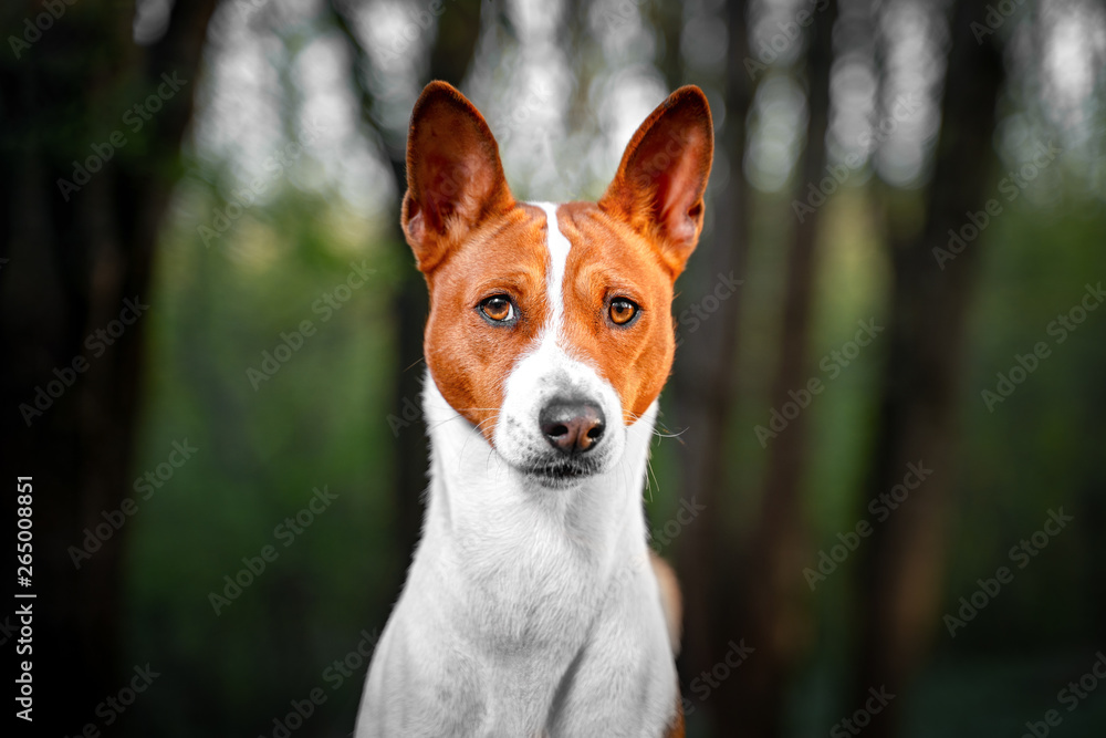 Portrait of a red basenji standing in a summer forest. Basenji Kongo Terrier Dog. Portrait of a red basenji standing in a summer forest. Basenji Kongo Terrier Dog.