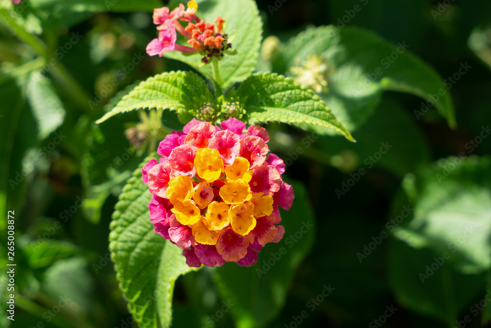 High detailed pink and yellow Lanthanum flower macro High detailed pink and yellow Lanthanum flower macro