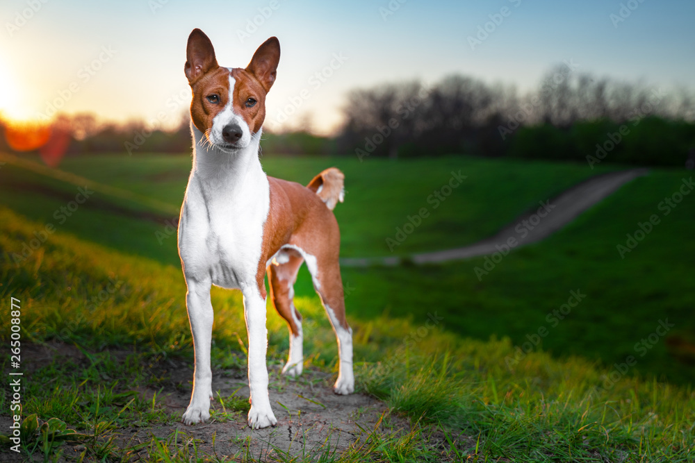 Portrait of a red basenji standing at sunset in a green field for a walk in the summer. Basenji Kongo Terrier Dog.