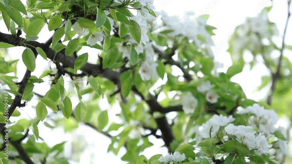 Blooming branch of pear tree in spring with light wind. Blossoming pear with beautiful white flowers, selective focus. Full HD video, 59.97 fps Blooming branch of pear tree in spring with light wind. Blossoming pear with beautiful white flowers, selective focus. Full HD video, 59.97 fps