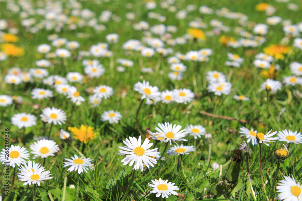 Fototapeta premium a green field with white daisies in springtime