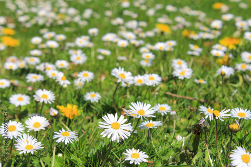 a green field with white daisies in springtime