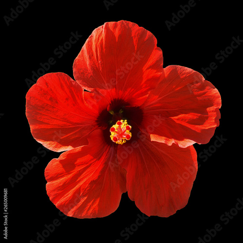 Red hibiscus syriacus flower isolated on black background. Chinese rose. Flat lay, top view. Macro object