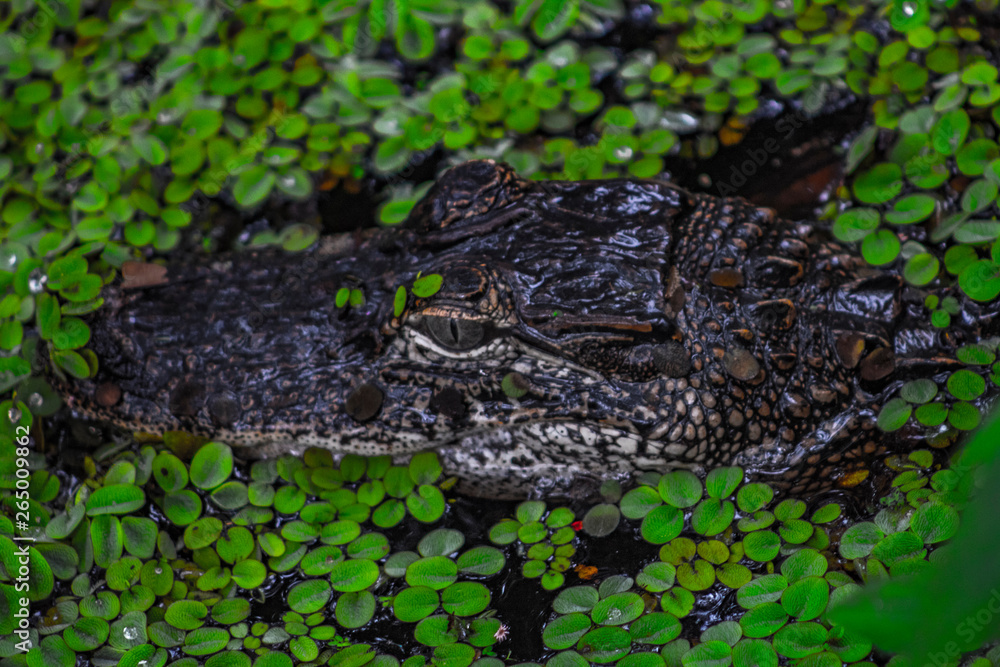 Obraz premium Alligator