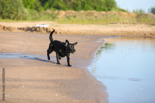 Labrador springt ins Wasser