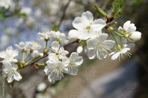 Cherry blossoms in berry garden on a sunny day