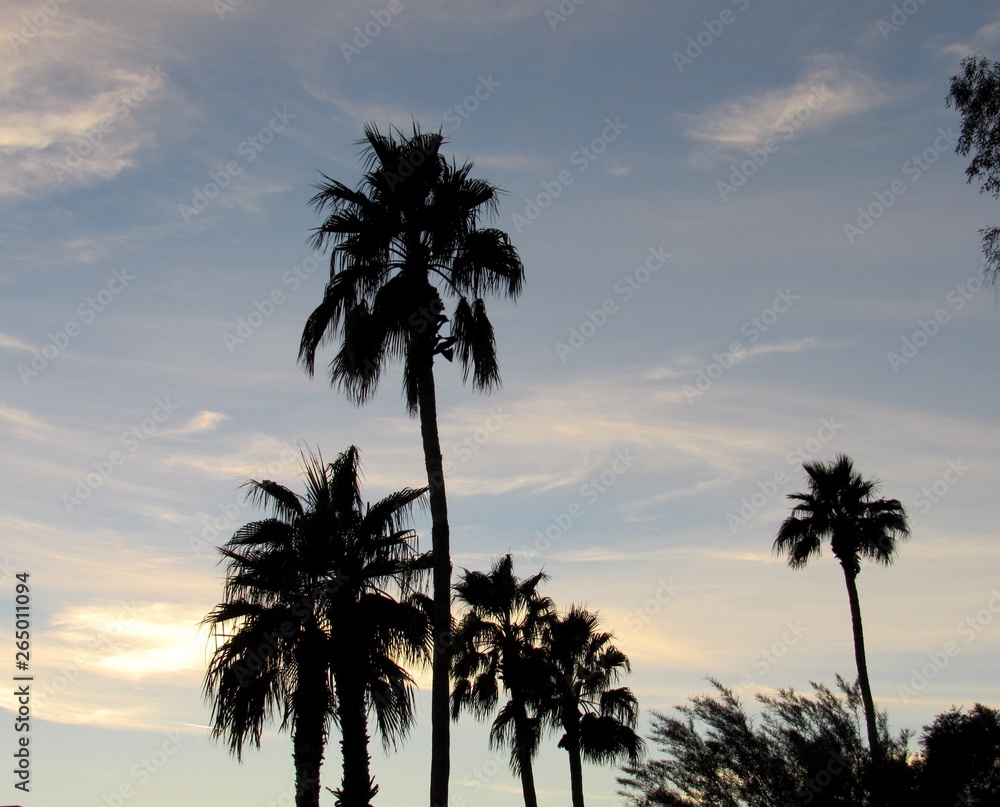 View of silhouettes of palm trees at sunset in Scottsdale, Arizona 