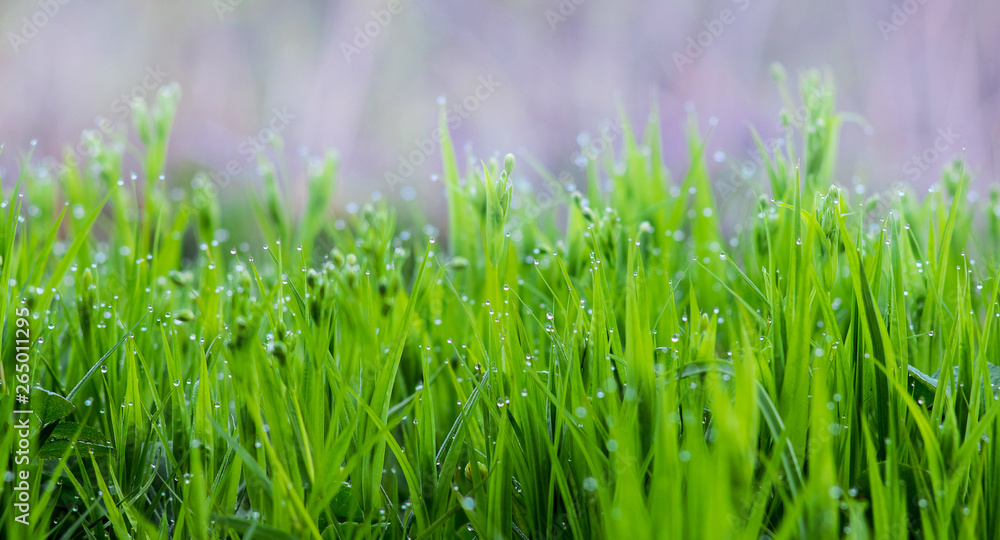 Fresh green grass with dew drops, background for design_
