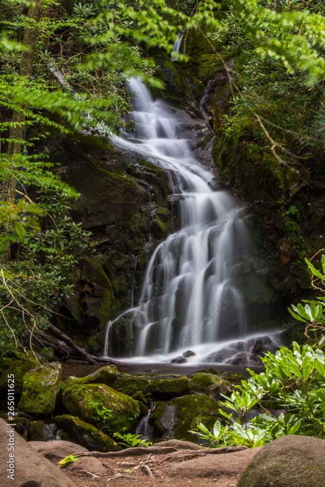 Fototapeta premium waterfall in forest
