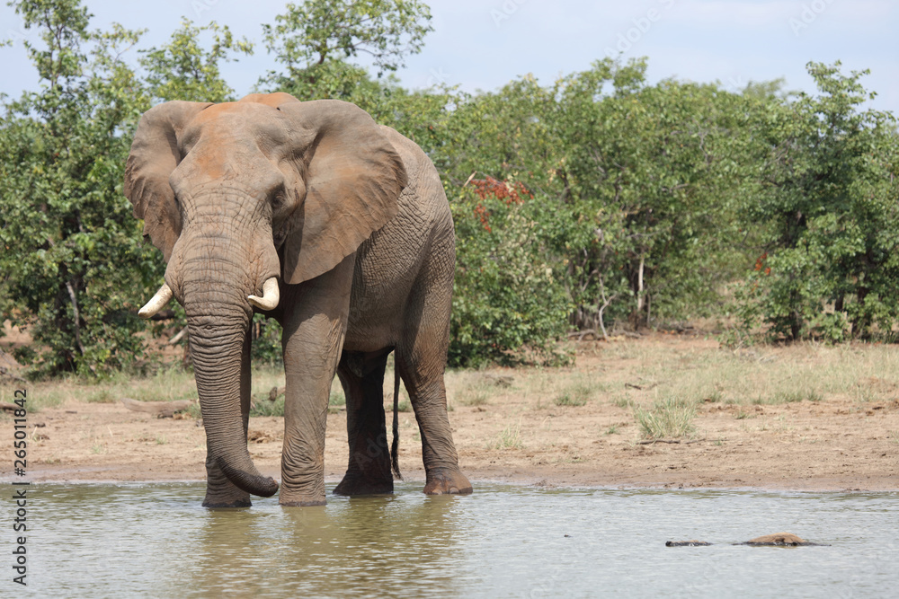 Fototapeta premium Słoń afrykański / słoń afrykański / Loxodonta africana